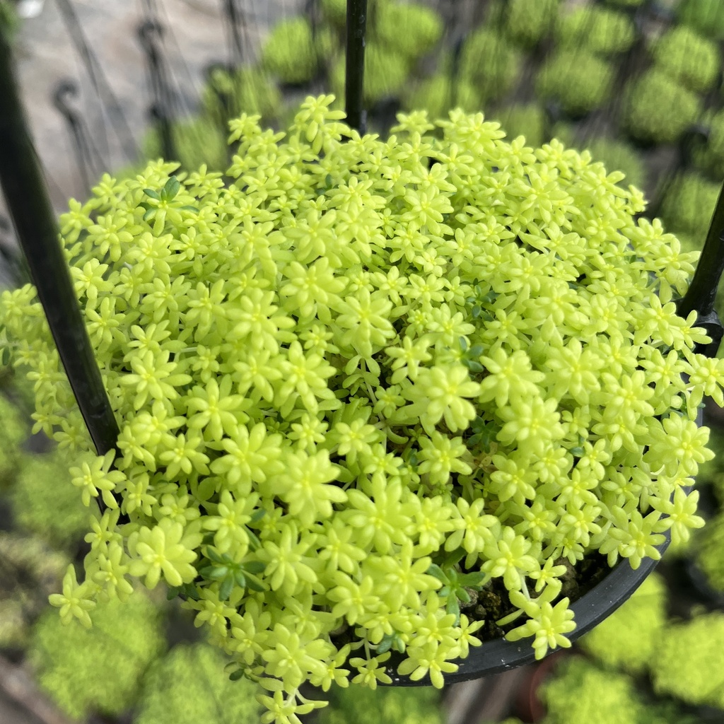 Selaginella