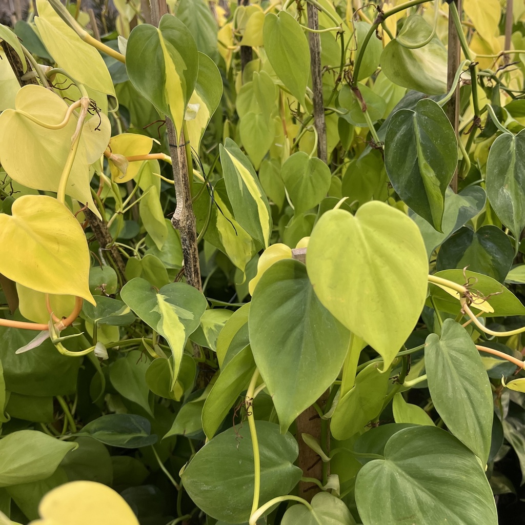 Philodendron cordatum lemon