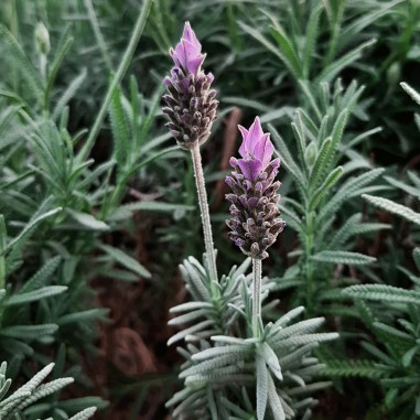 Lavanda