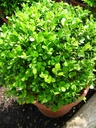 Buxus