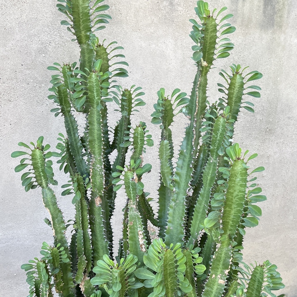 Euphorbia Trigona