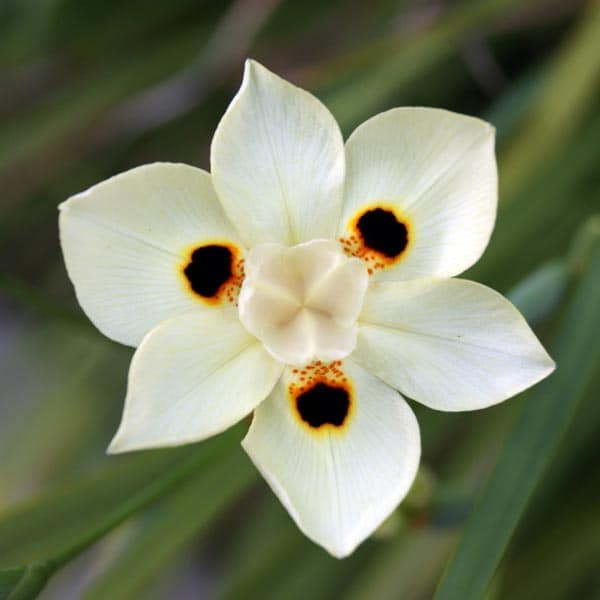 Dietes