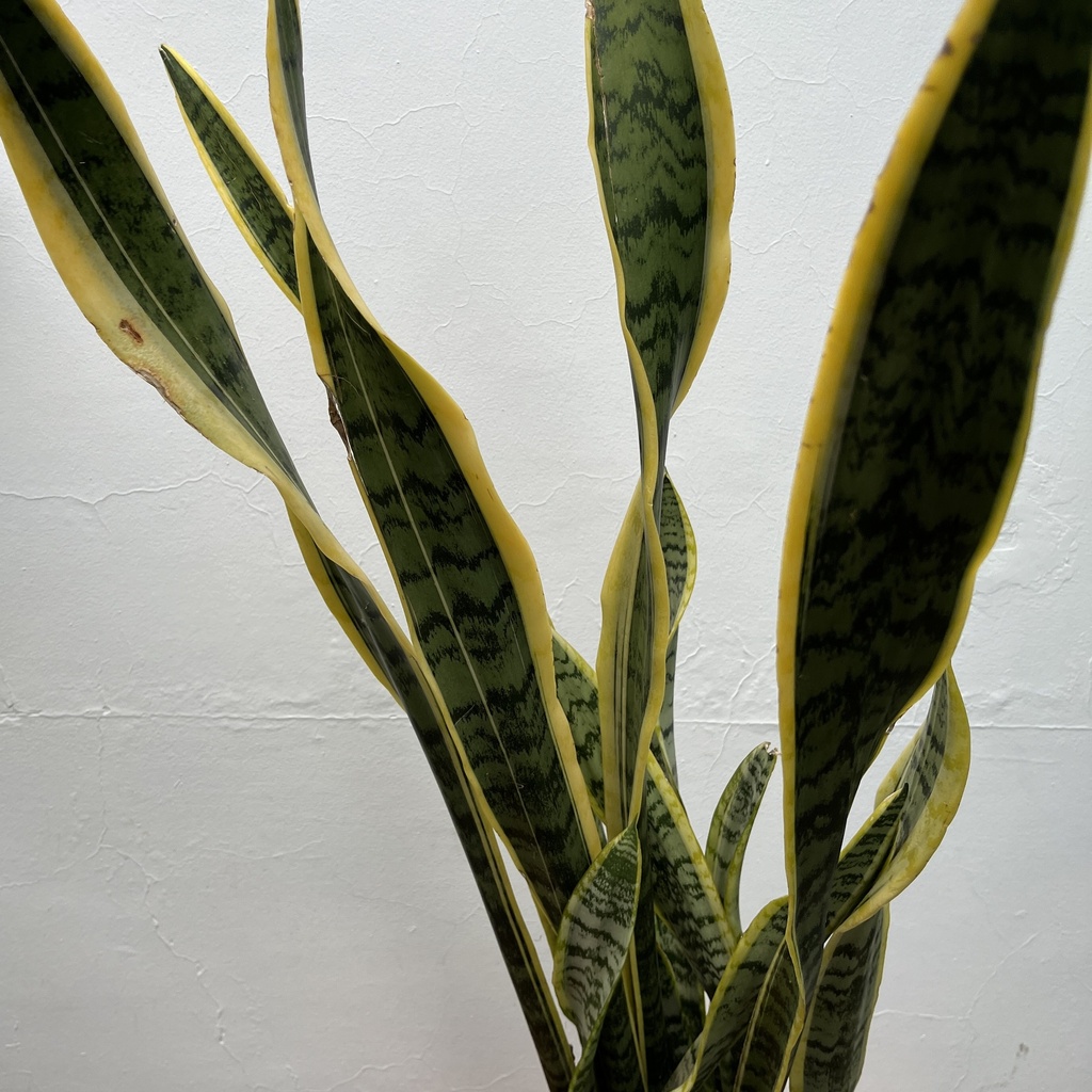 Sansevieria