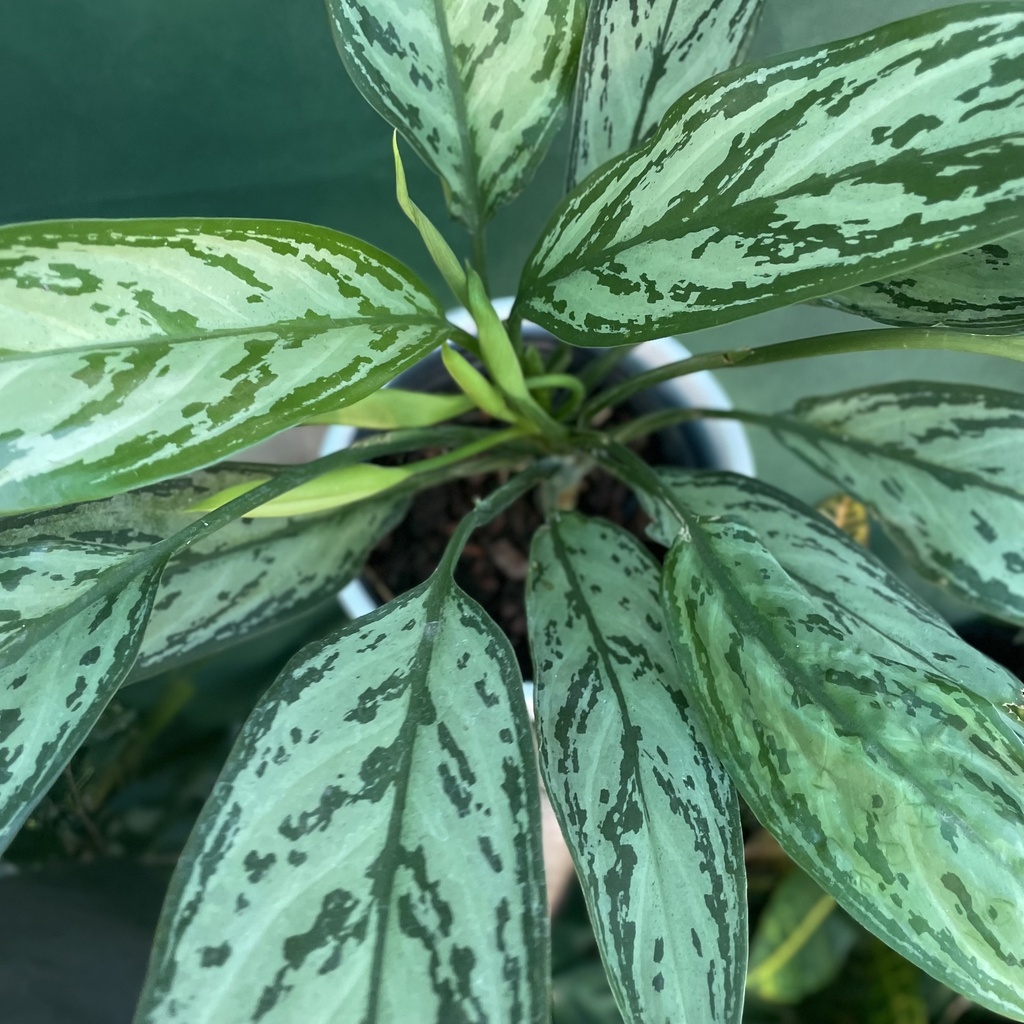 Aglaonema Commutatum