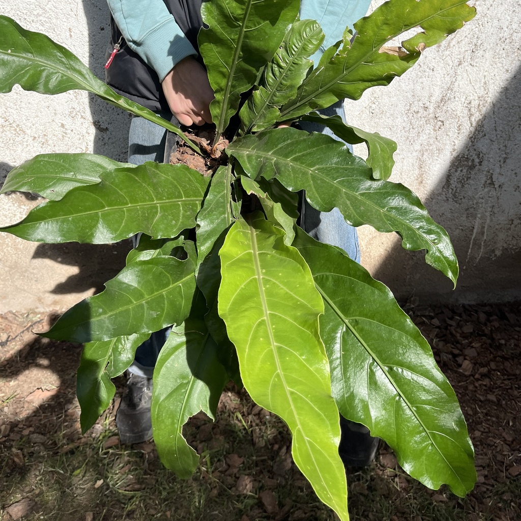 Anthurium Schlechtendalii