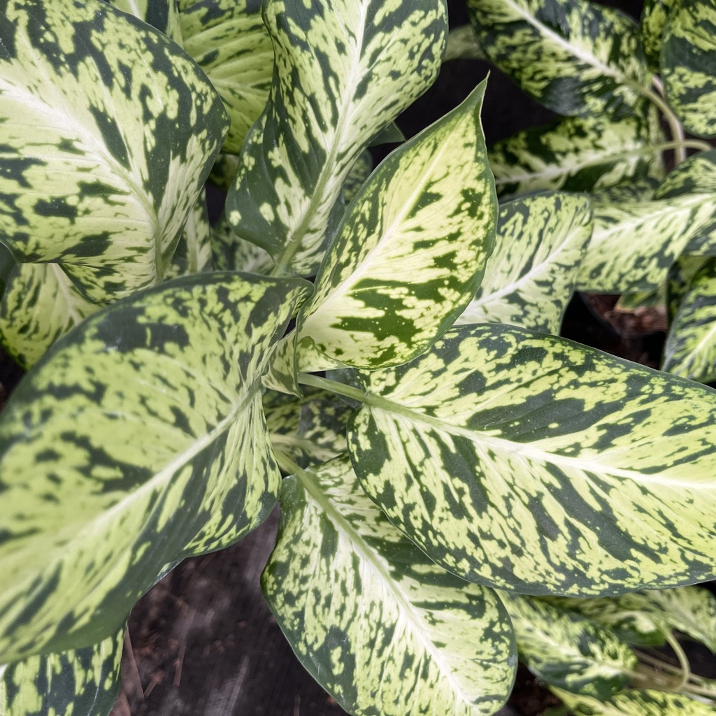 Dieffenbachia Mariana