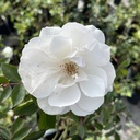 Rosa Iceberg