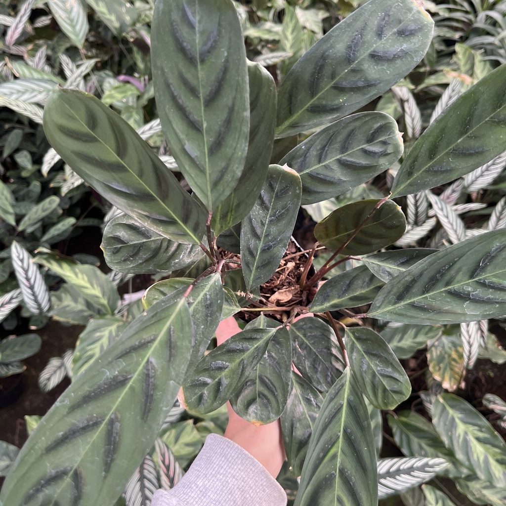 Maranta Setosa