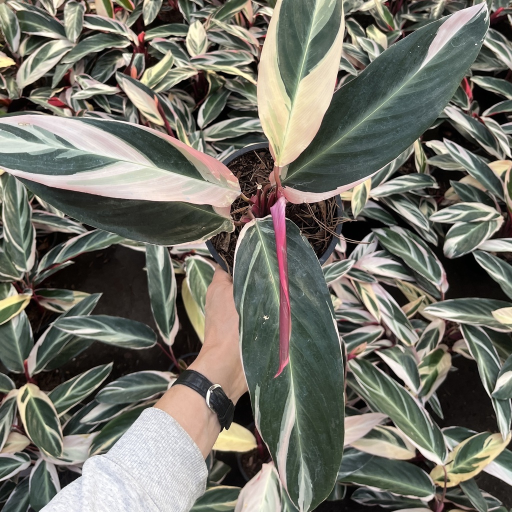 Calathea Stromante