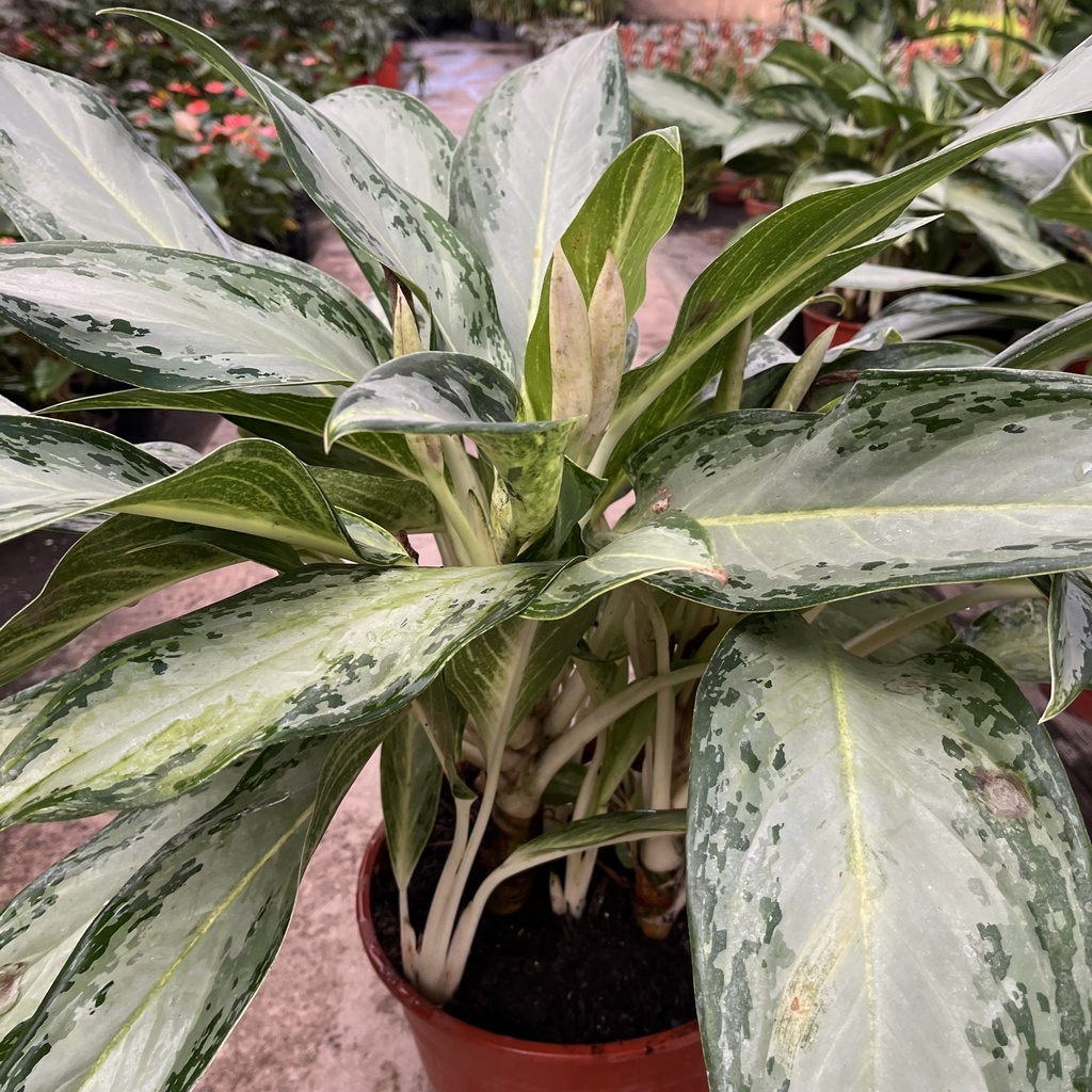 Aglaonema Silver Bay