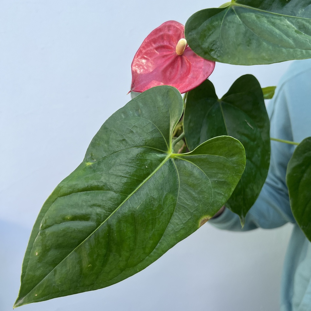 Anthurium Andraeanum