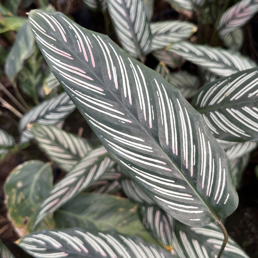 Calathea Ornata