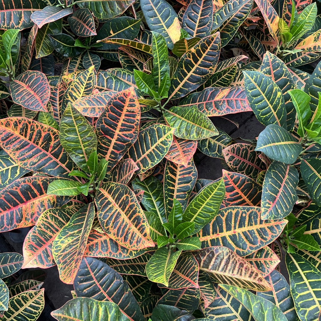 Croton Petra (XL)