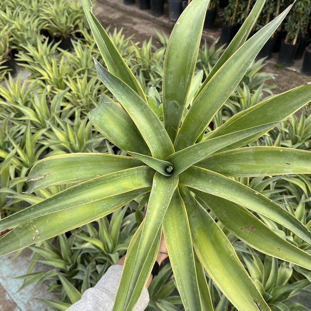 Agave Amarillo (M)