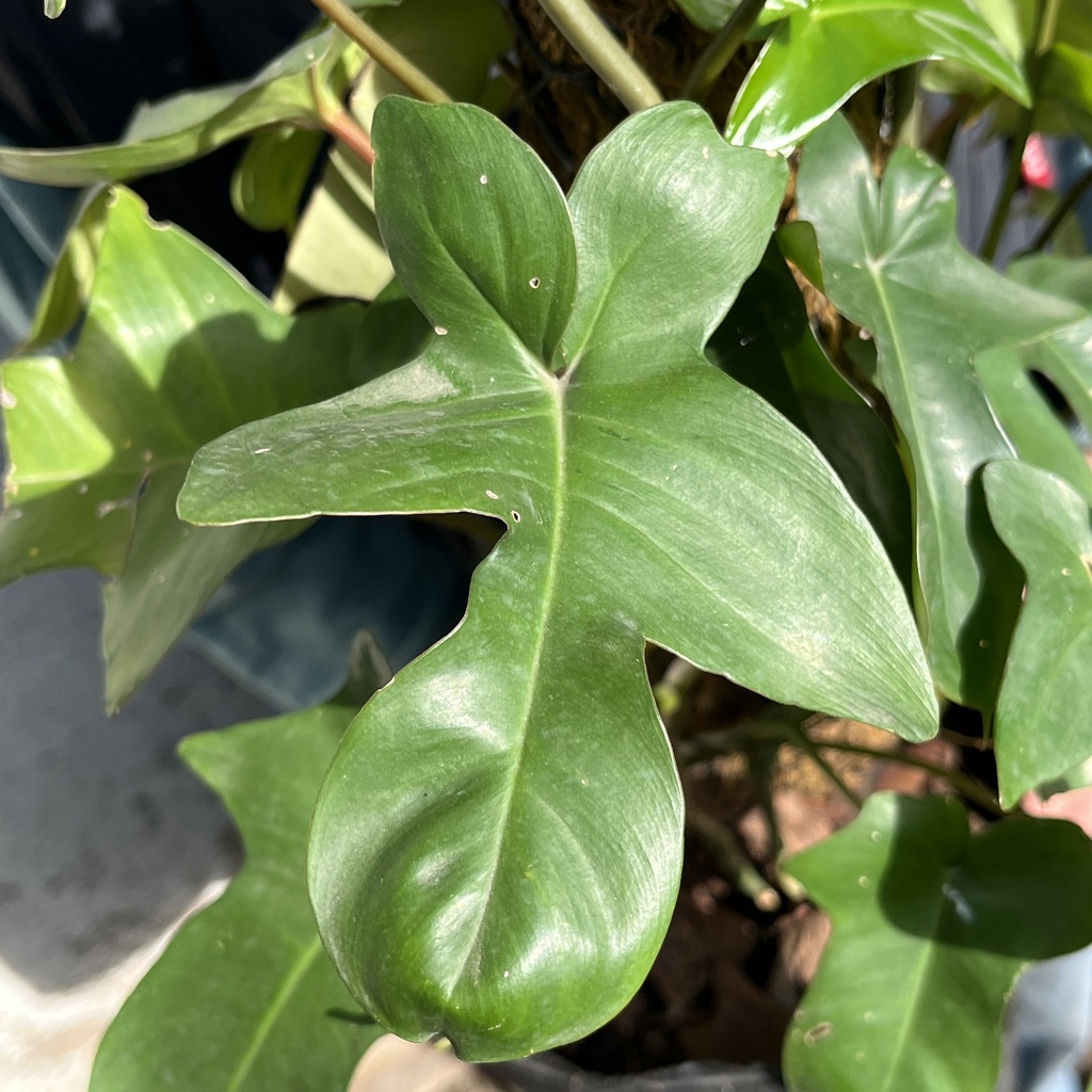 Philodendron Pedatum