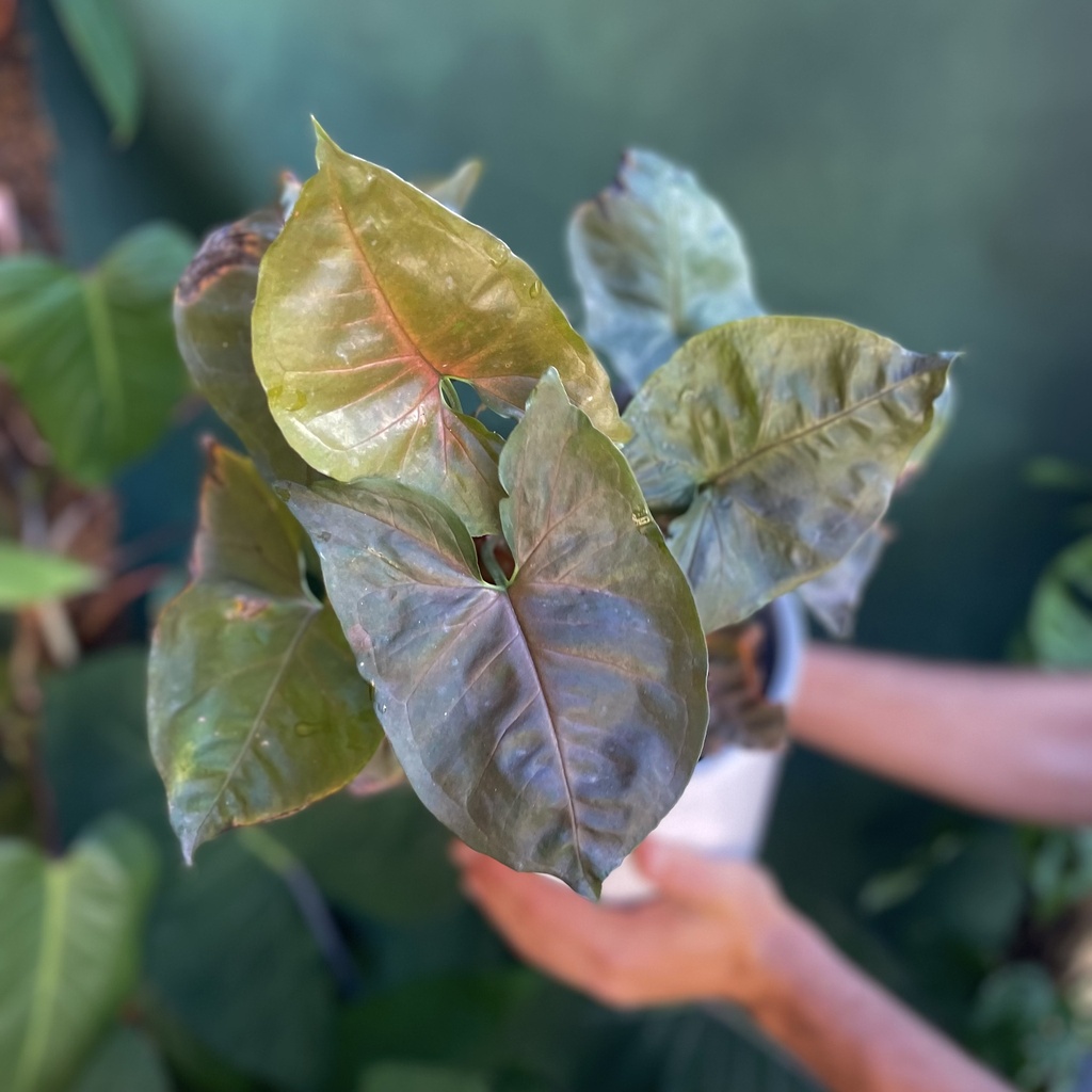 Syngonium Red Veins