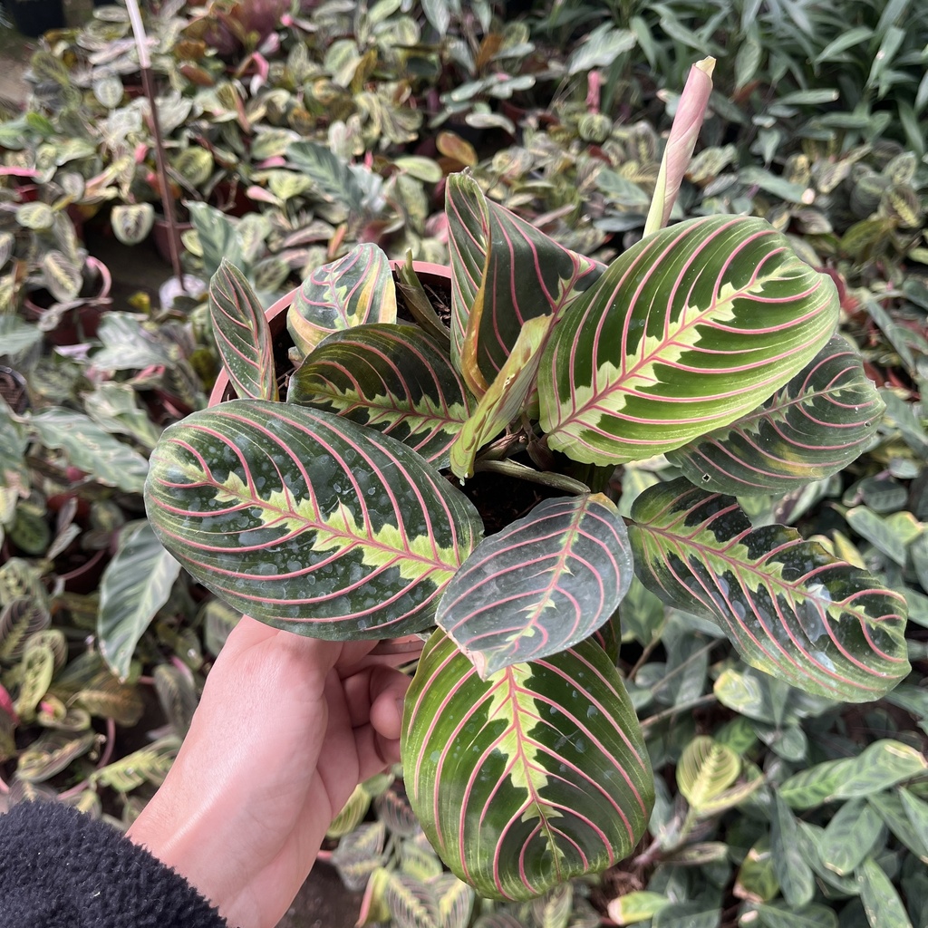 Maranta leuconera