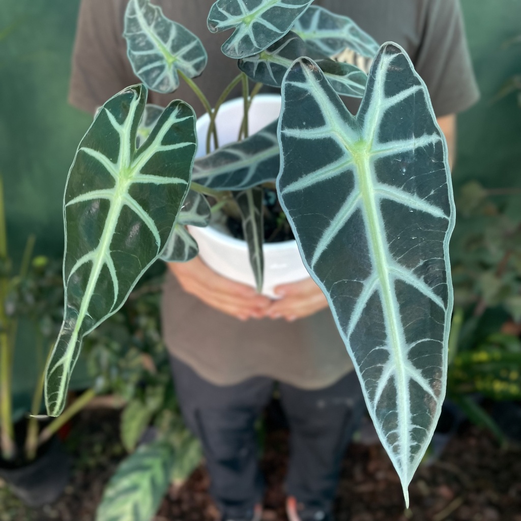 Alocasia Amazónica Bambino