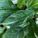 Spathiphyllum Variegado