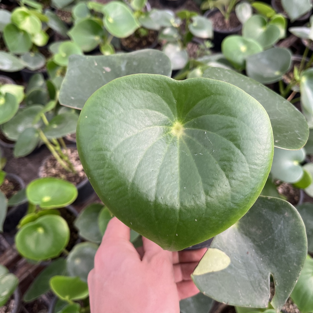 Peperomia Rain Drop