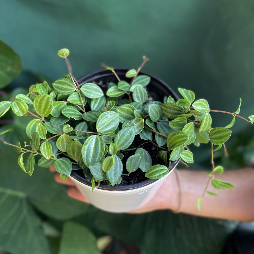 Peperomia Cuadrangularis