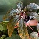 Begonia Carolineifolia