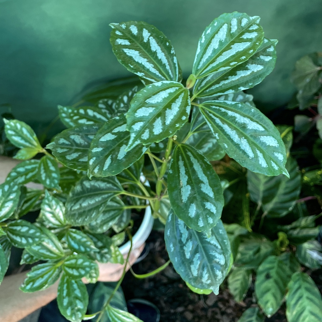 Pilea Cadierei