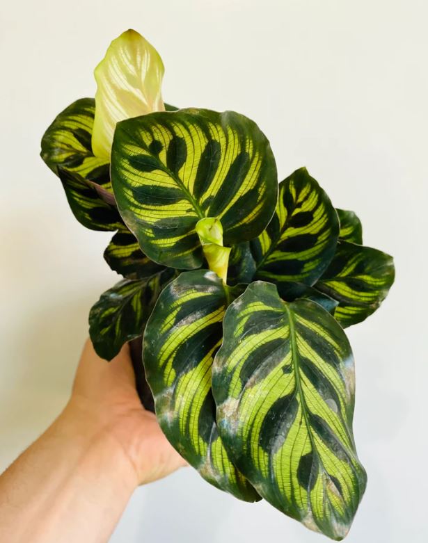 Calathea Makoyana