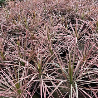 Dracena Marginata Tricolor