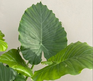 Alocasia Odora XL