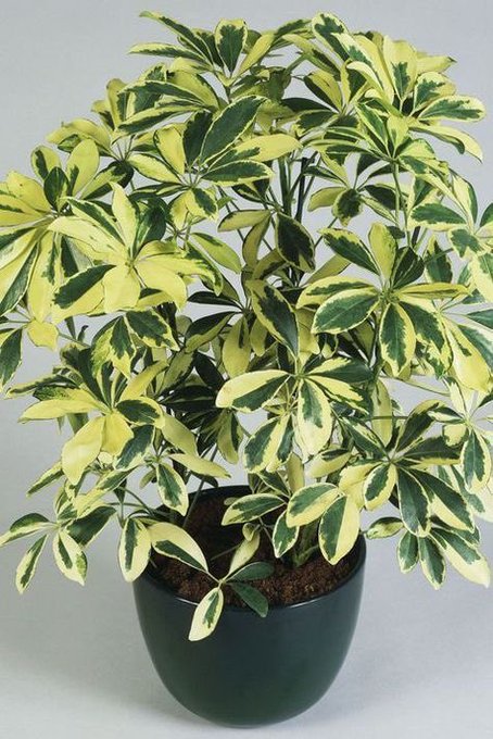 Aralia Schefflera (L)