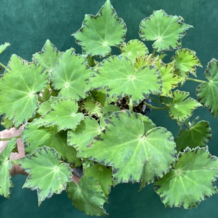 Begonia Lima