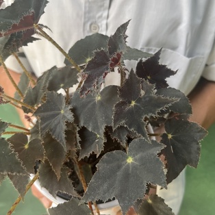 Begonia Black Velvet