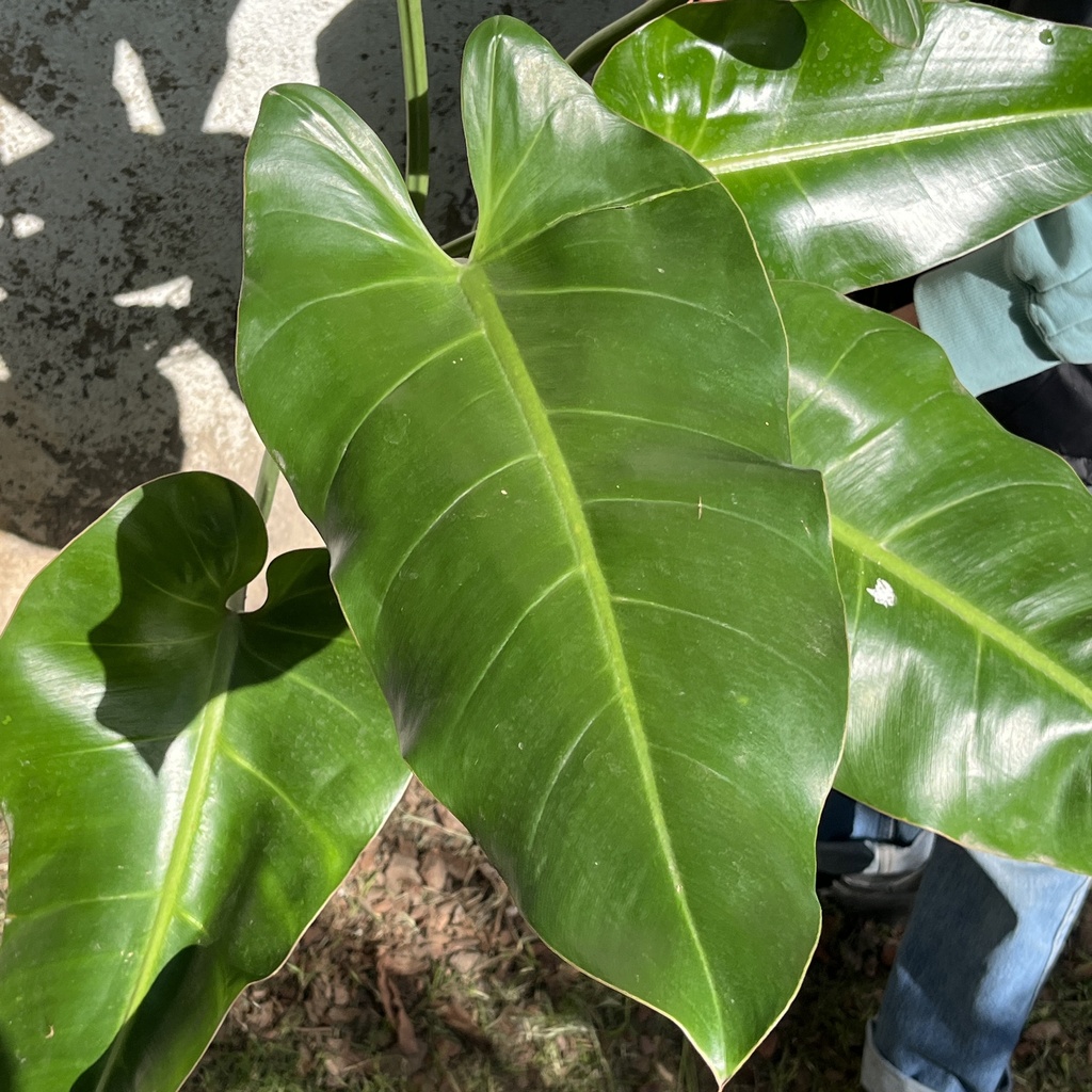 Philodendron Burle Marx (XL)