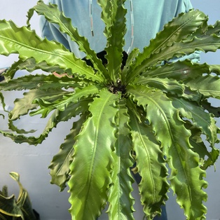 Asplenium Scolopendrium