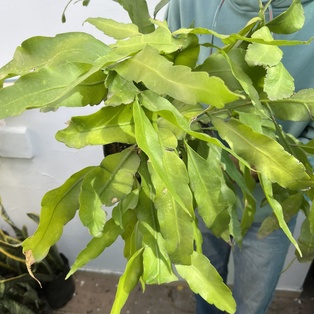 Cactus Epiphyllum oxypetalum