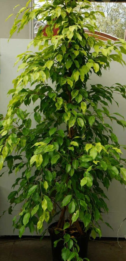 Ficus Benjamina