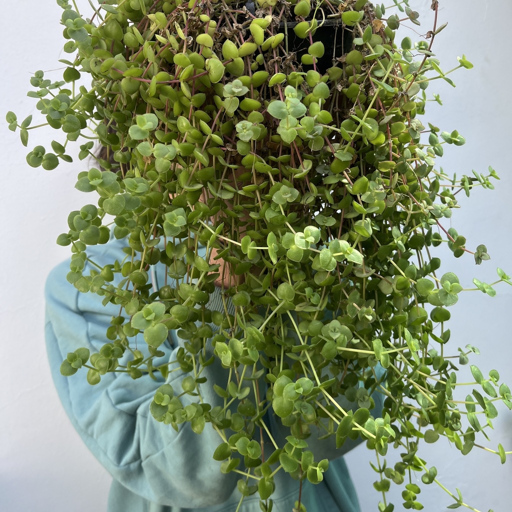 Crassula pellucida verde