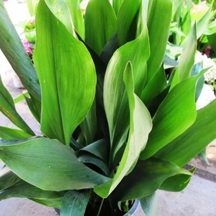 Aspidistra