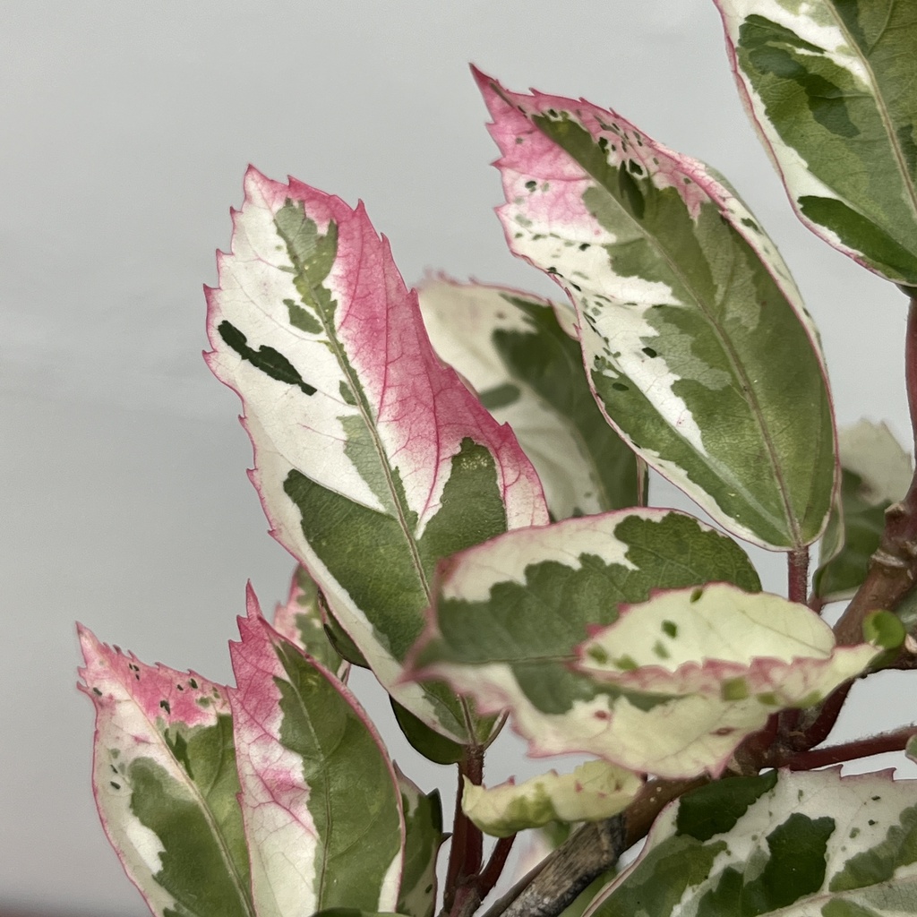 Rosa China Variegada