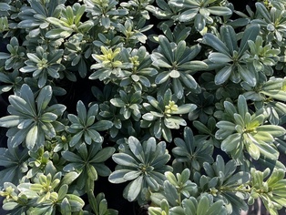 Pittosporum