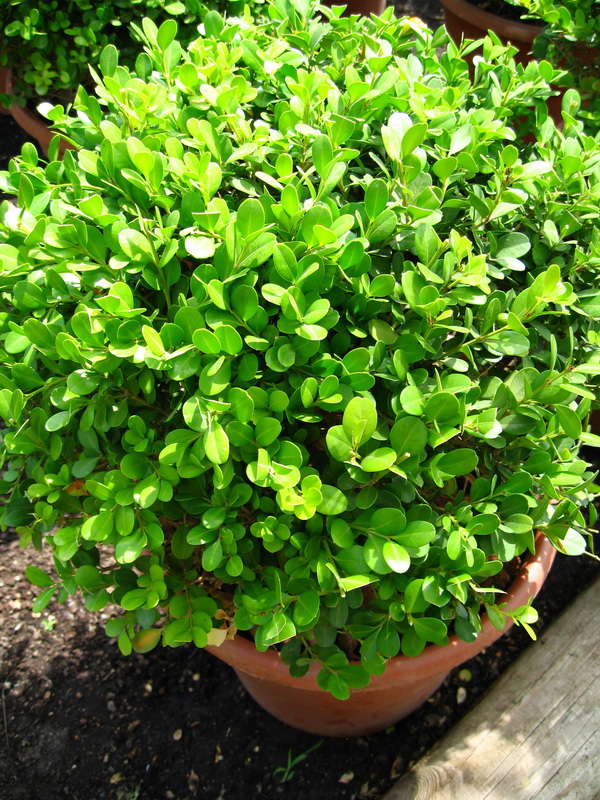 Buxus