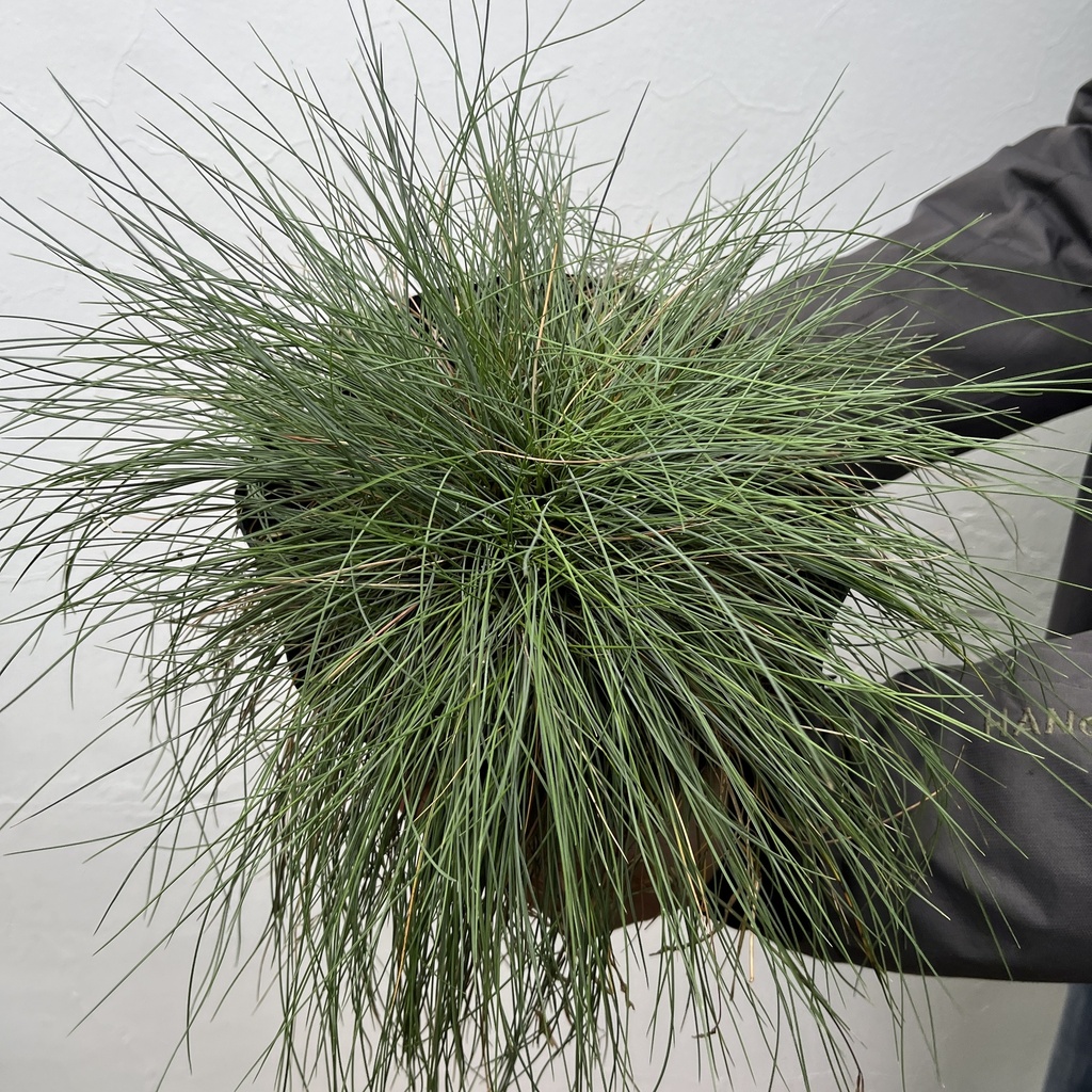 Festuca