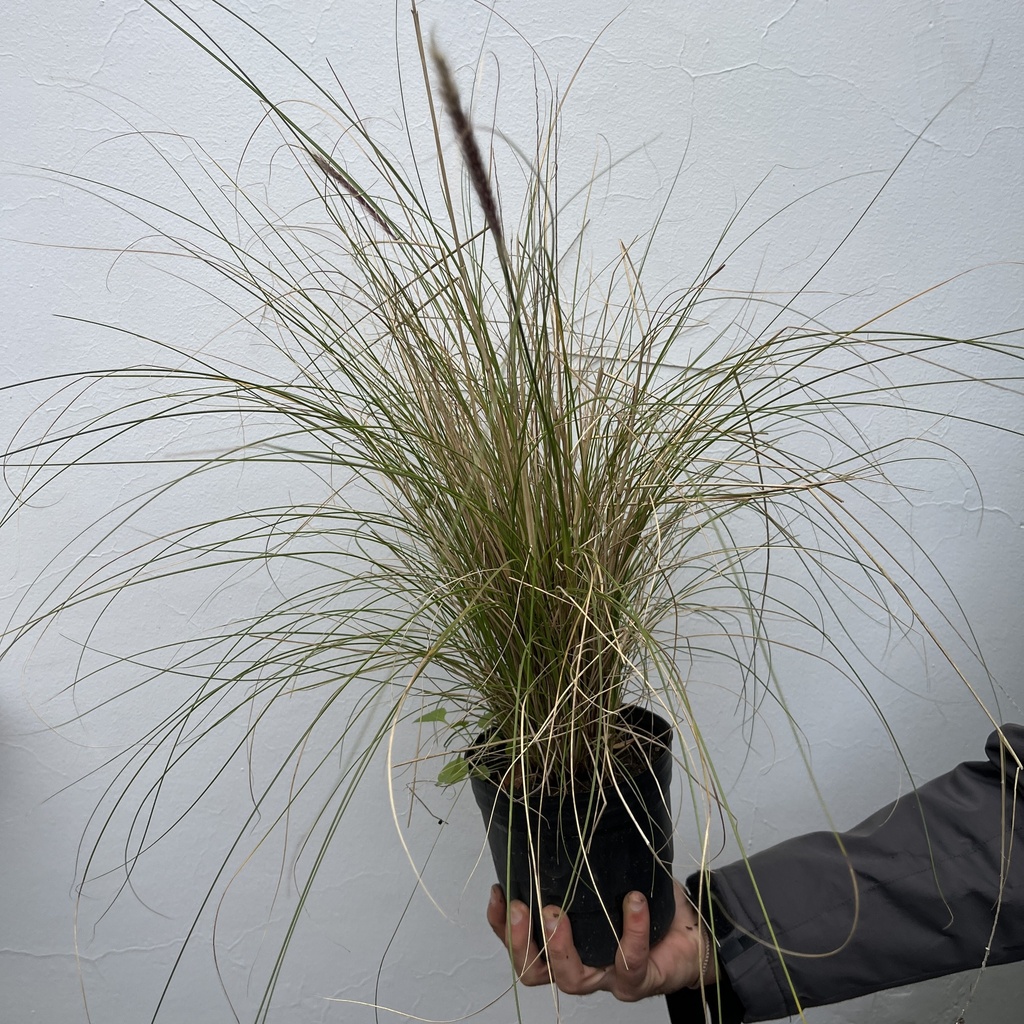 Carex Verde