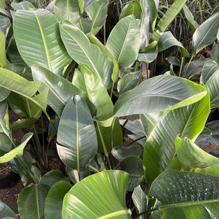 Strelitzia Nicolai