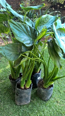 Alocasia Cuculata