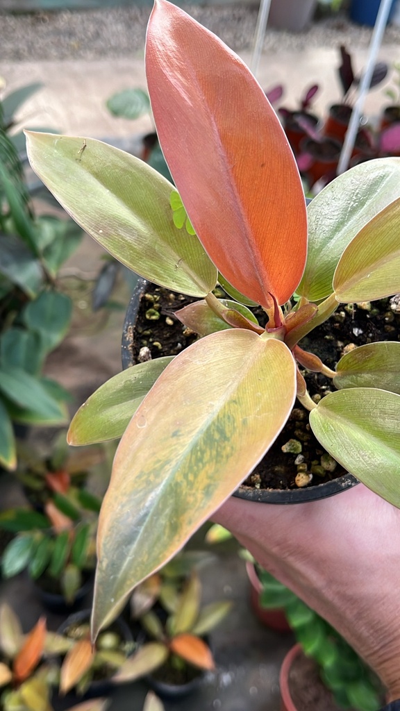 Philodendron Orange Prince