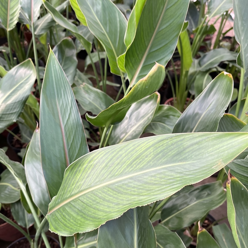 Strelitzia reginae