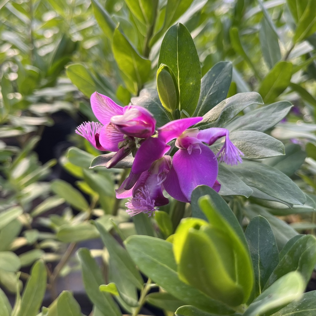 Polygala