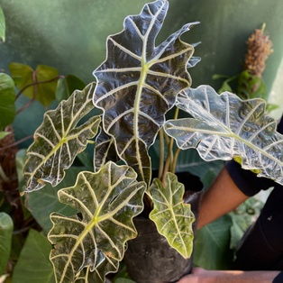 Alocasia Amazonica